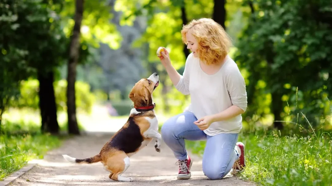 Domine o Adestramento Canino em Casa